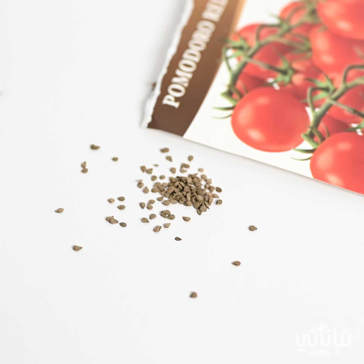 Cherry Tomato Seeds 2