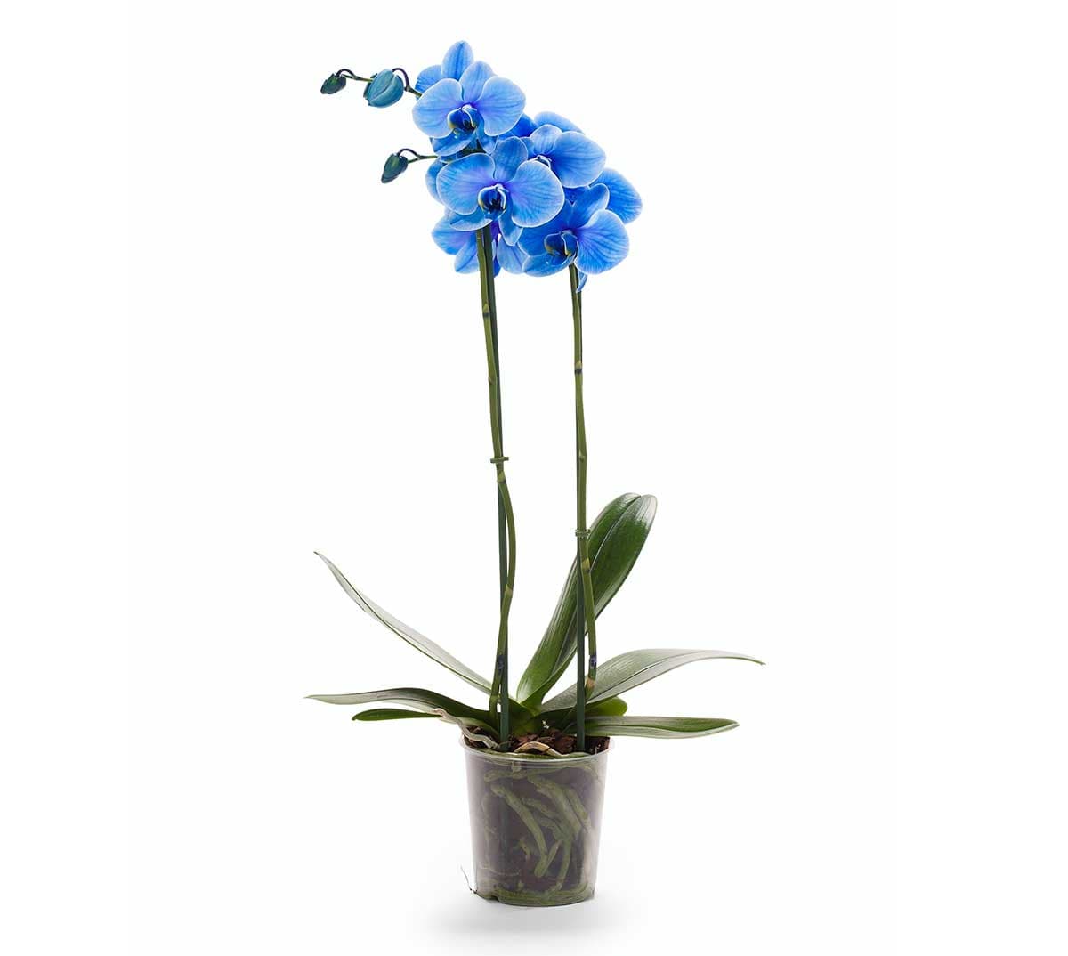 blue orchid 1
