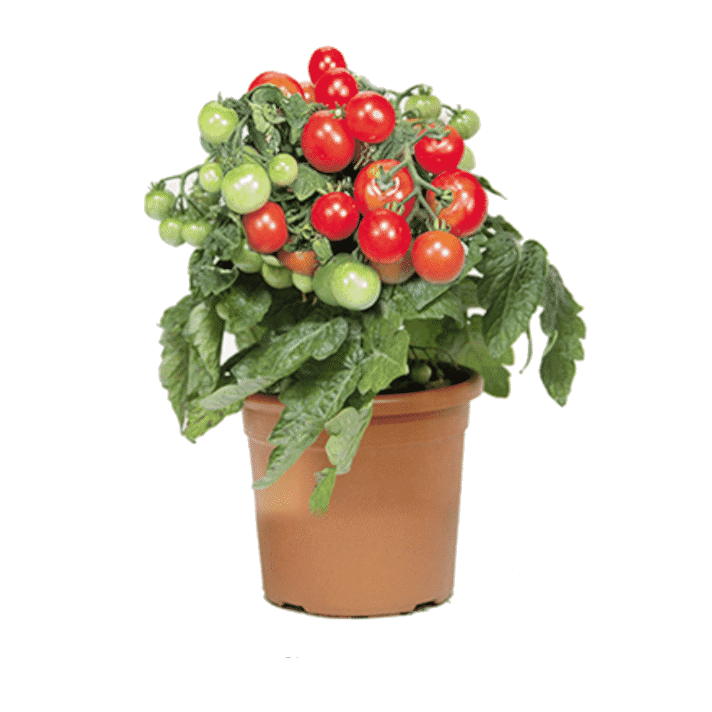 شتلة طماطم كرزية مثمرة "شيري"