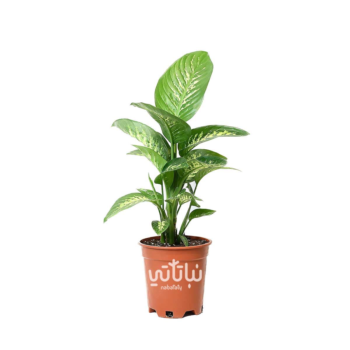 Dieffenbachia Plant