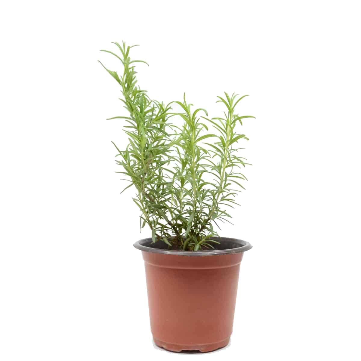 شتلة اكليل الجبل