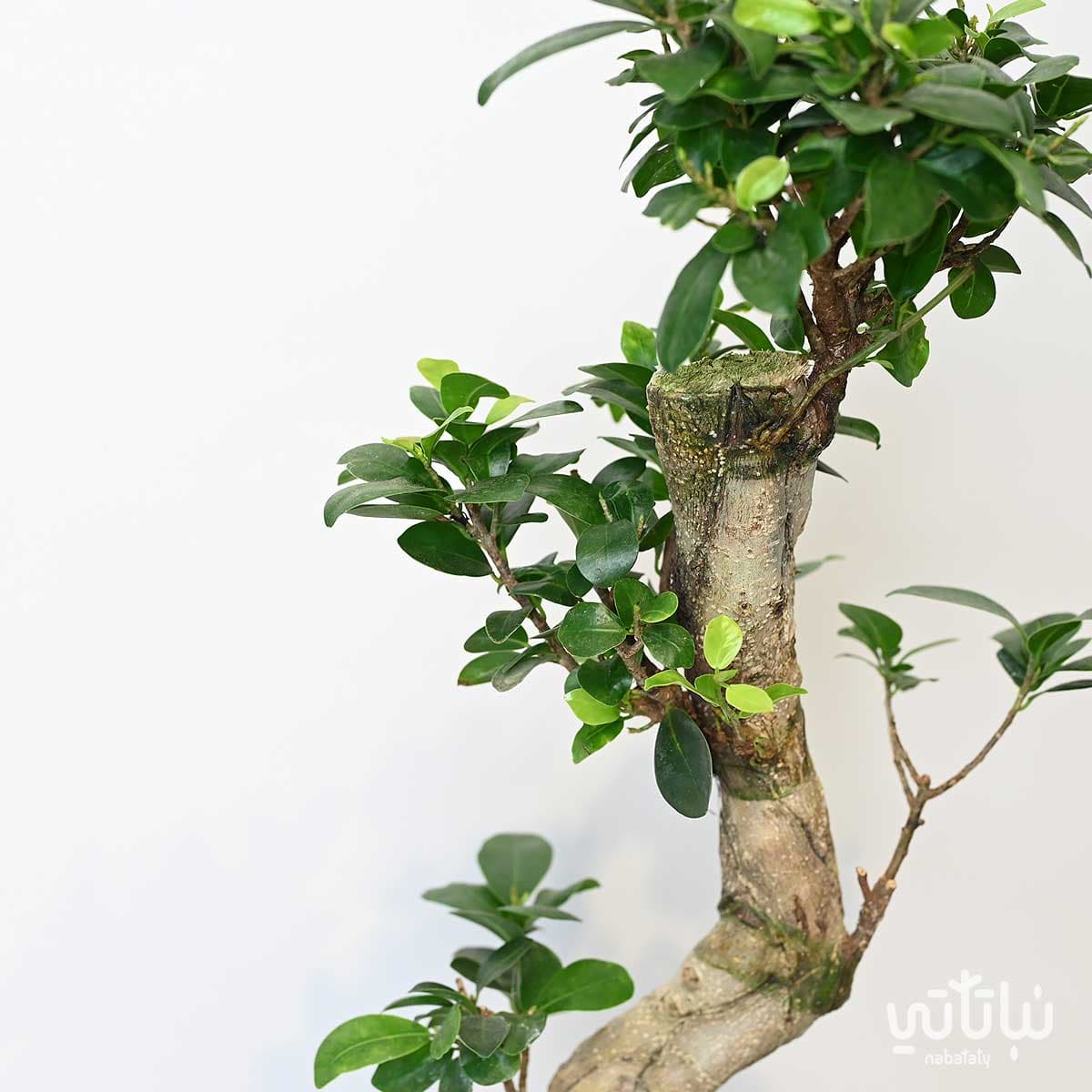 نبتة بونساي كبيرة 70 سم 2