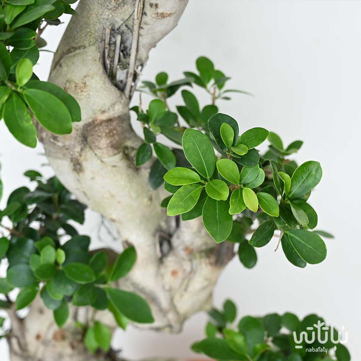 نبتة بونساي كبيرة 115سم 2