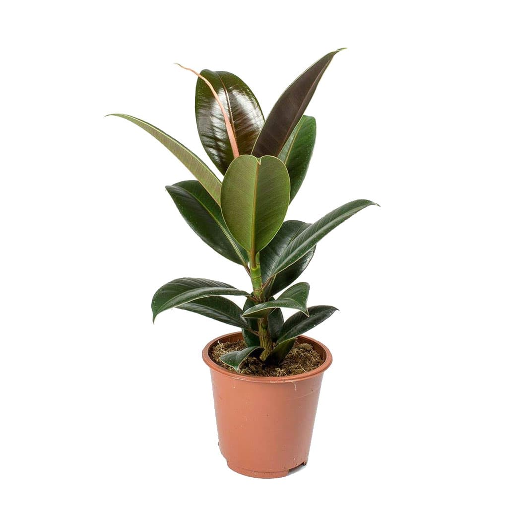 Ficus Elastica 50cm