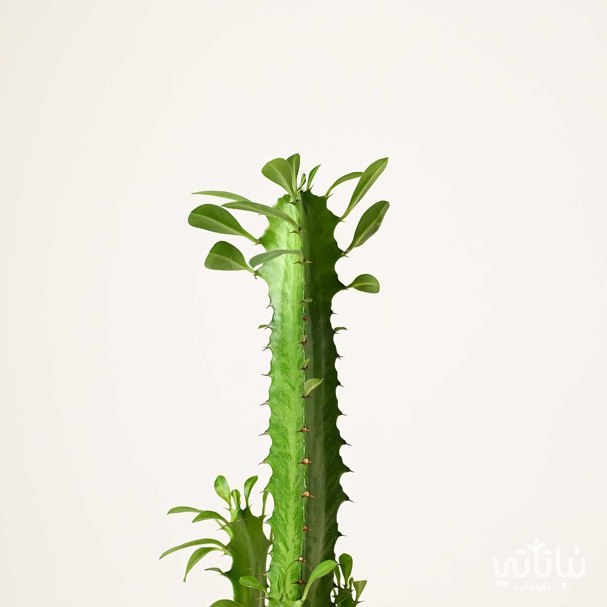 نبتة ايفوربيا الشمعدان صغيرة 2