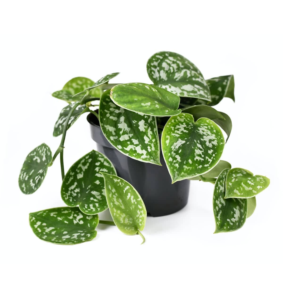 نبتة بوتس بيكتوس