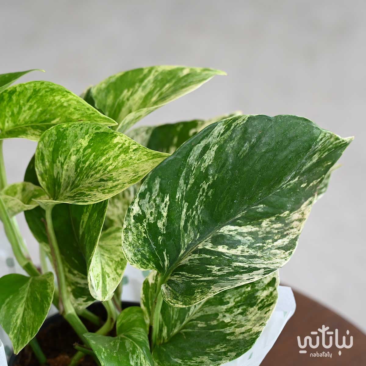 نبتة بوتس ماربل كوين 2