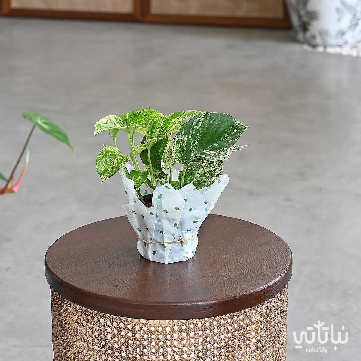 نبتة بوتس ماربل كوين