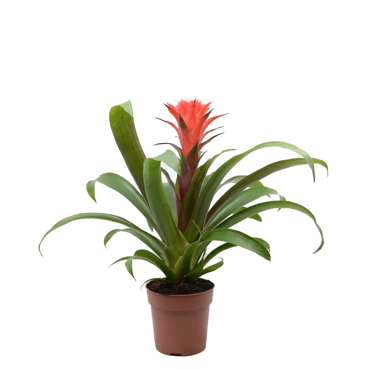 نبتة قوزمينا حمراء