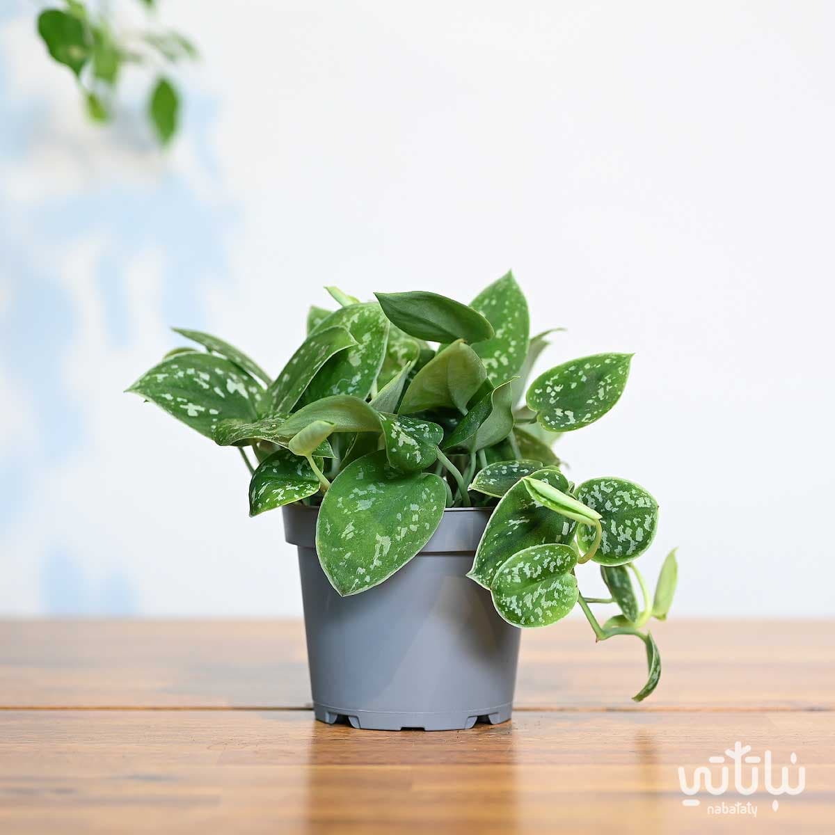 Pothos Pictus Plant 3