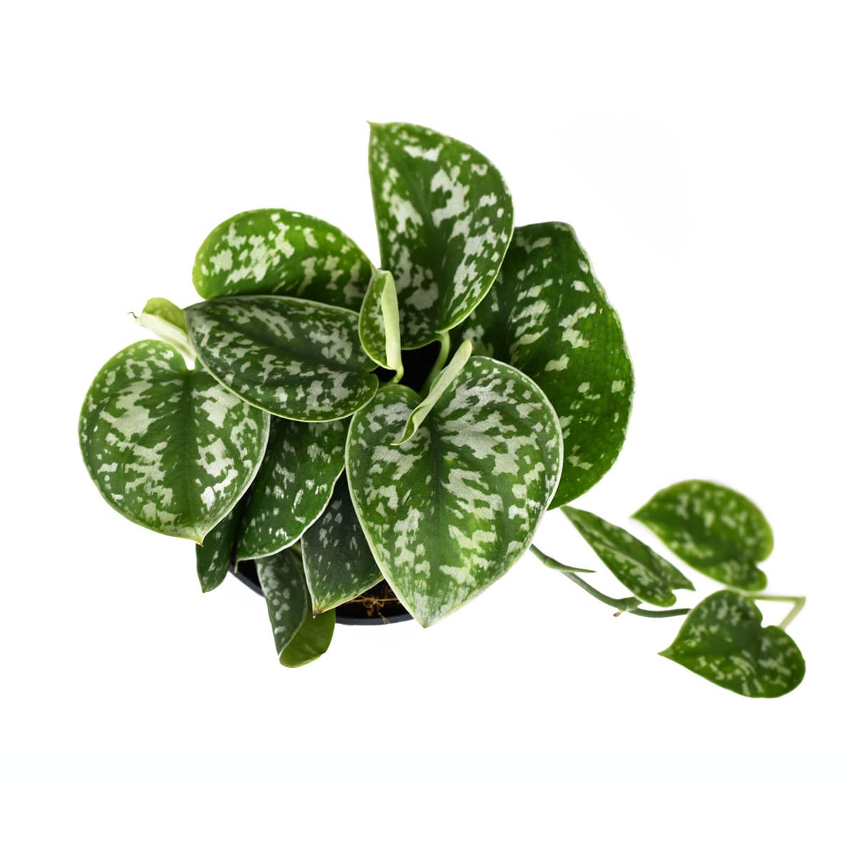 نبتة بوتس بيكتوس 1