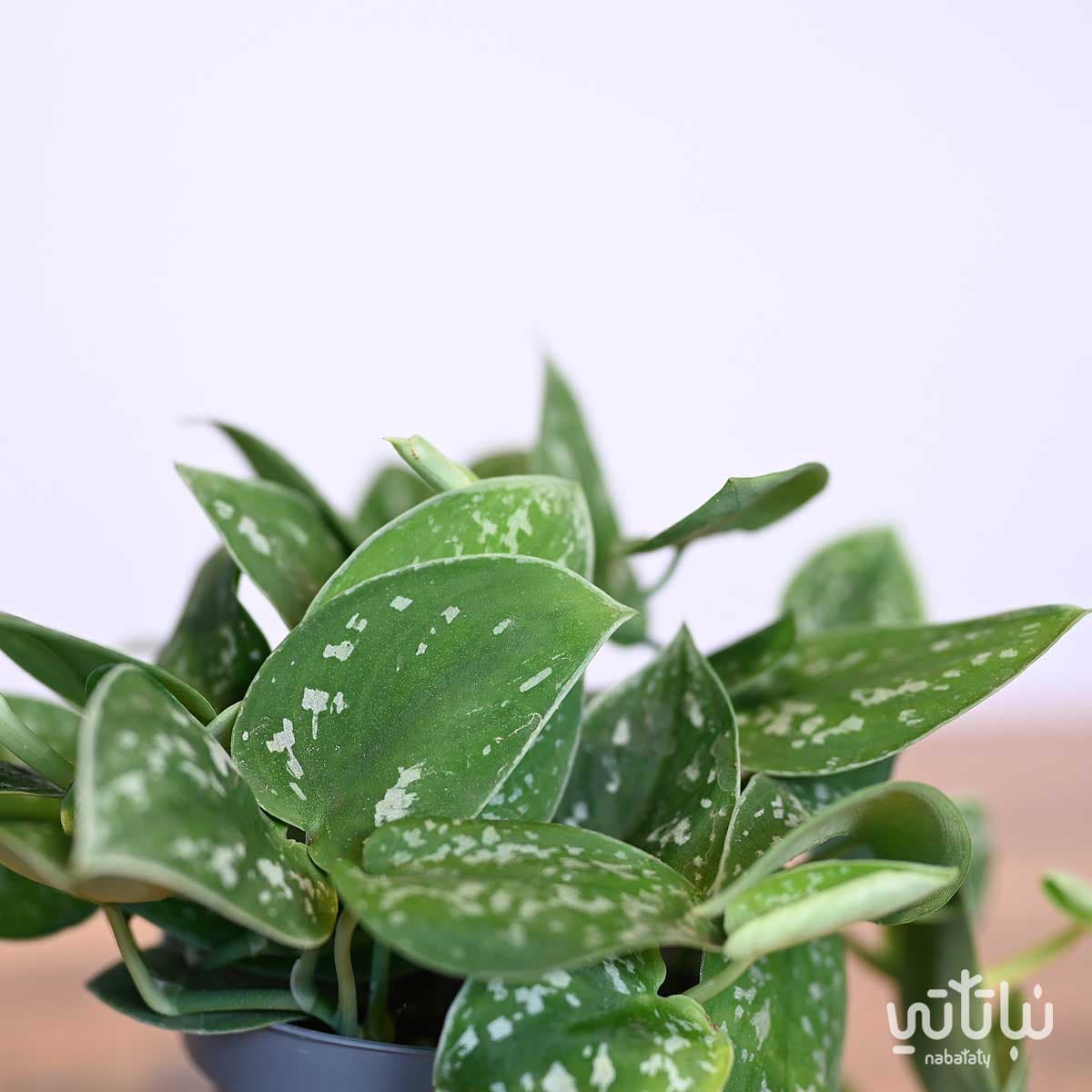 Pothos Pictus Plant 2