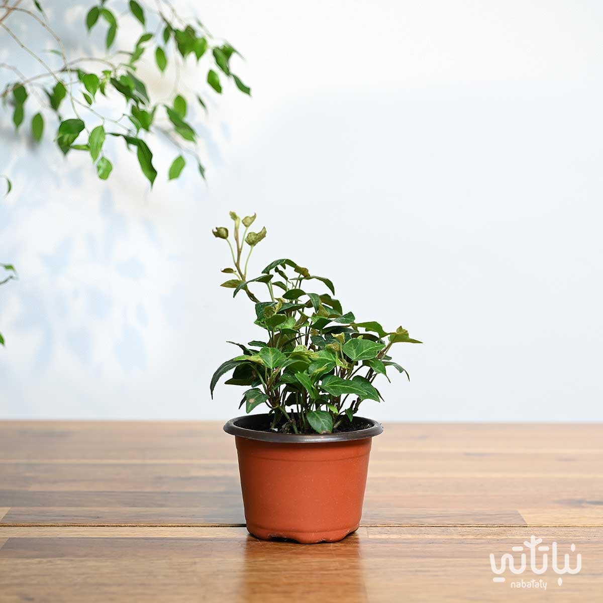 Small Green Hedera Plant 3