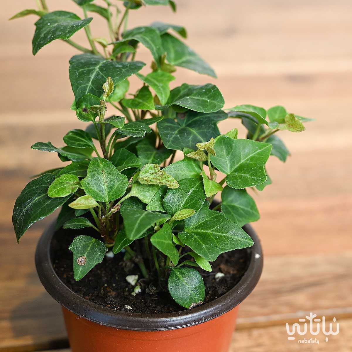 Small Green Hedera Plant 2