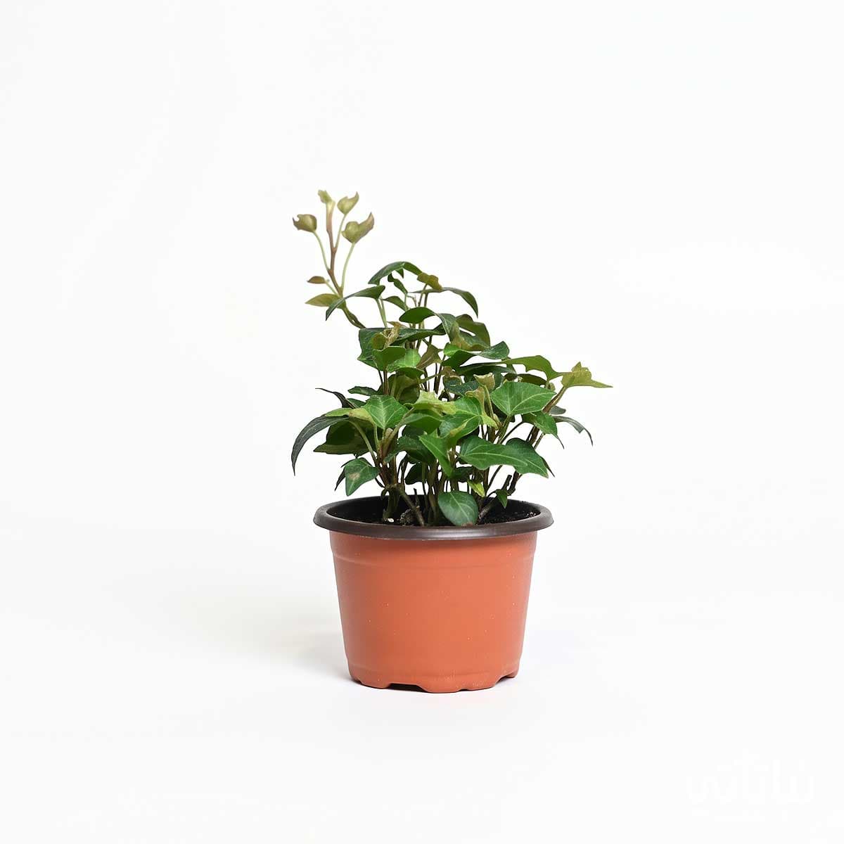 Small Green Hedera Plant