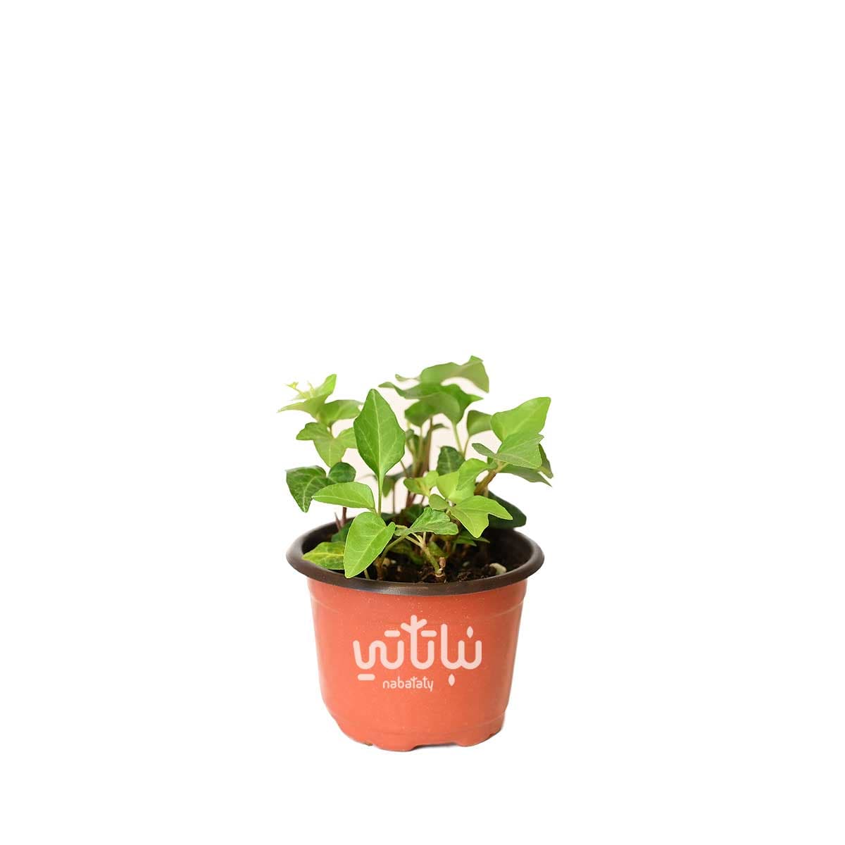 Small Green Hedera Plant