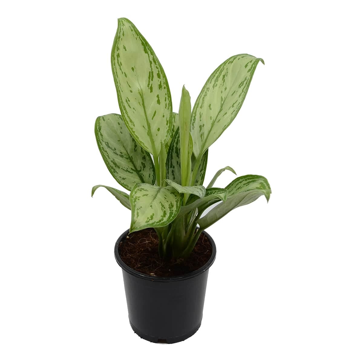 نبتة اجلونيما سلفر كوين