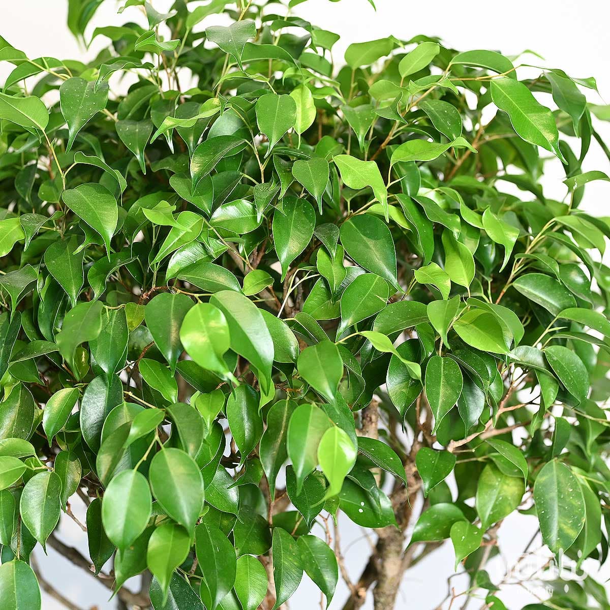 نبتة فيكس بنجامينا مجدولة بيتيت 2