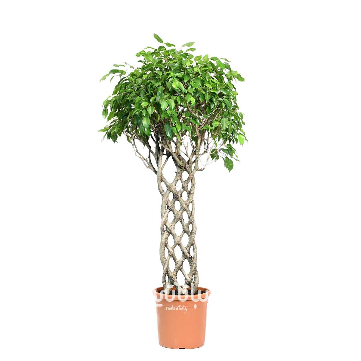 نبتة فيكس بنجامينا مجدولة بيتيت