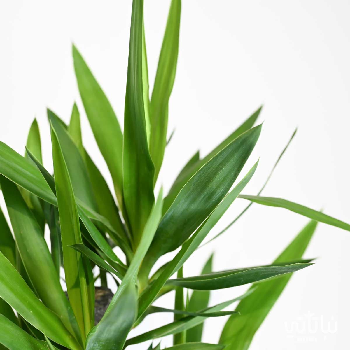 Small yucca 2 legs 2