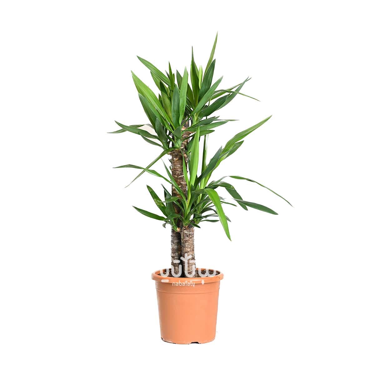 Small yucca 2 legs 1