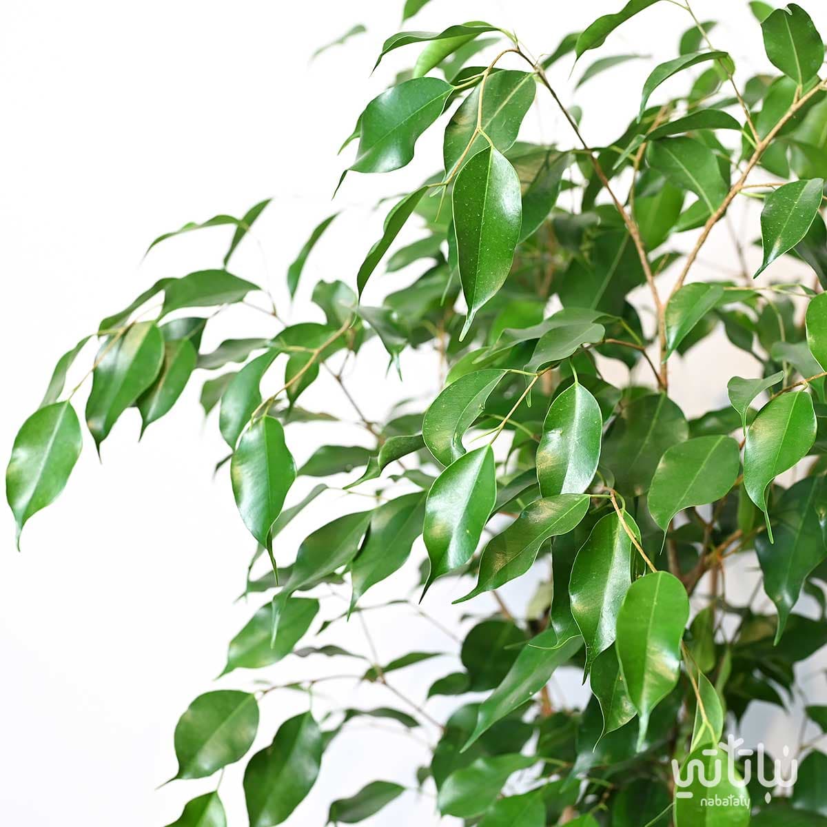 نبتة فيكس بنجامينا خضراء 2