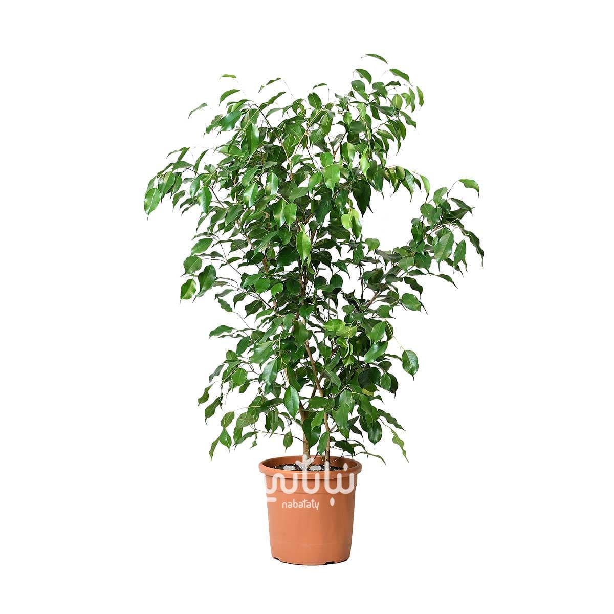 نبتة فيكس بنجامينا خضراء 1