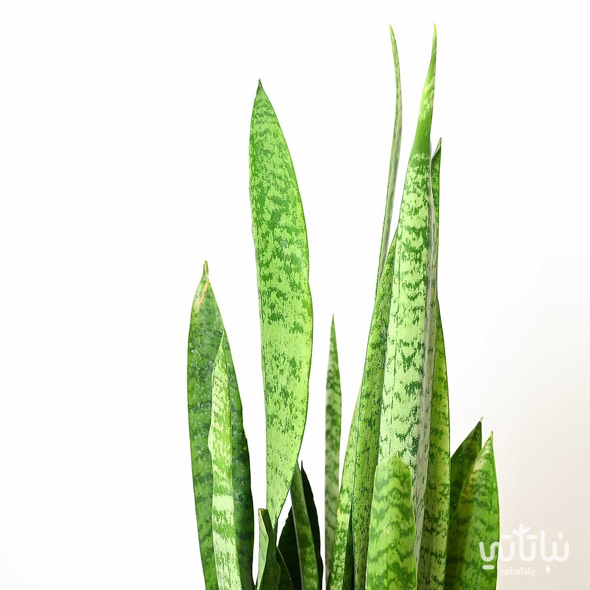 نبتة جلد النمر كبيرة خضراء 2