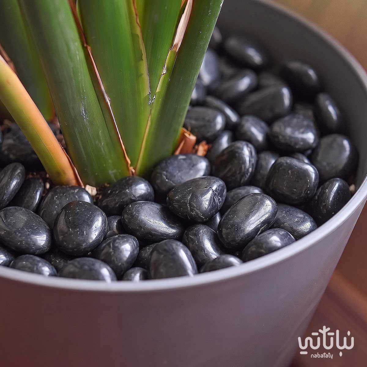 Black River Stones 2–3 cm 3