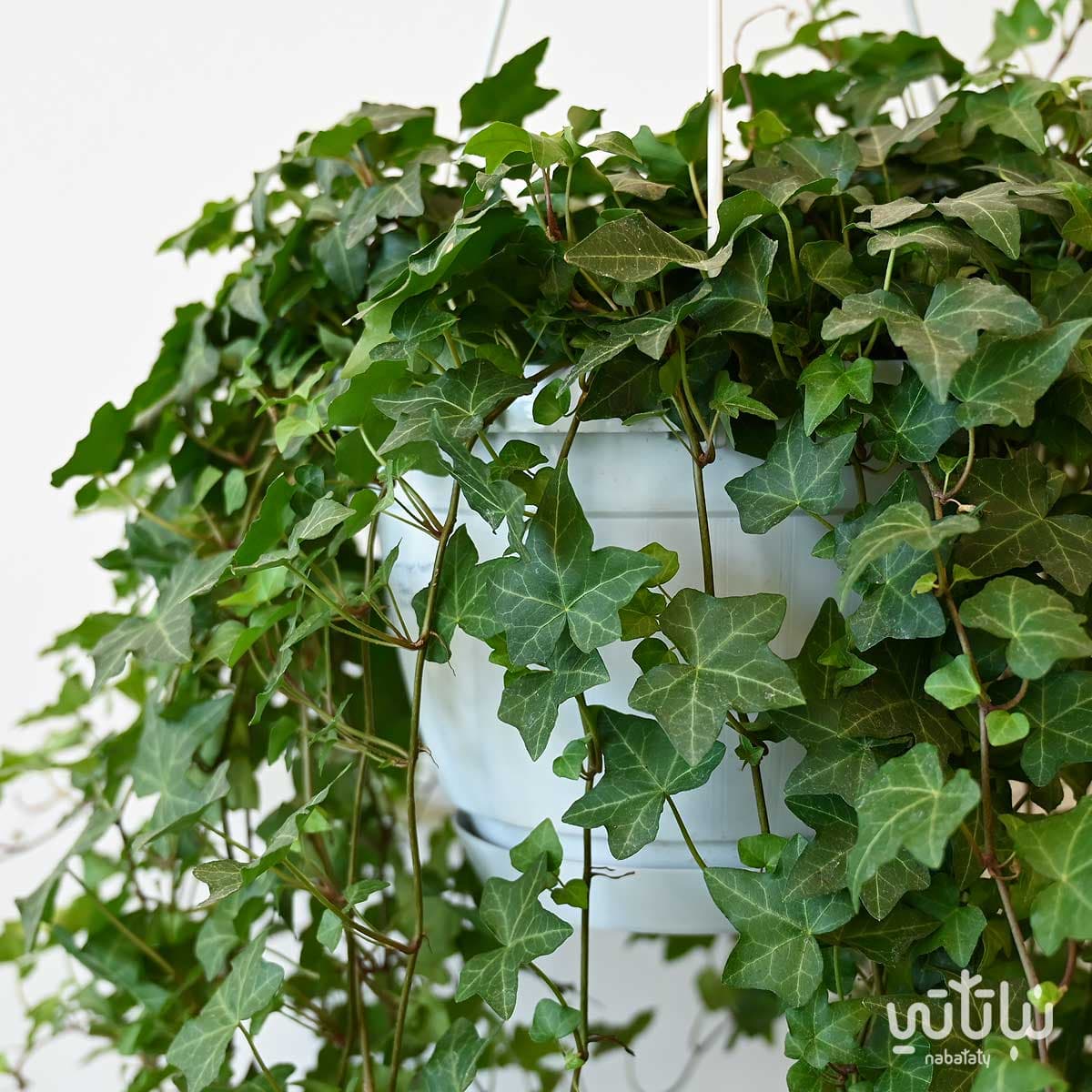 نبتة هيديرا خضراء كبيرة في حوض معلق 2