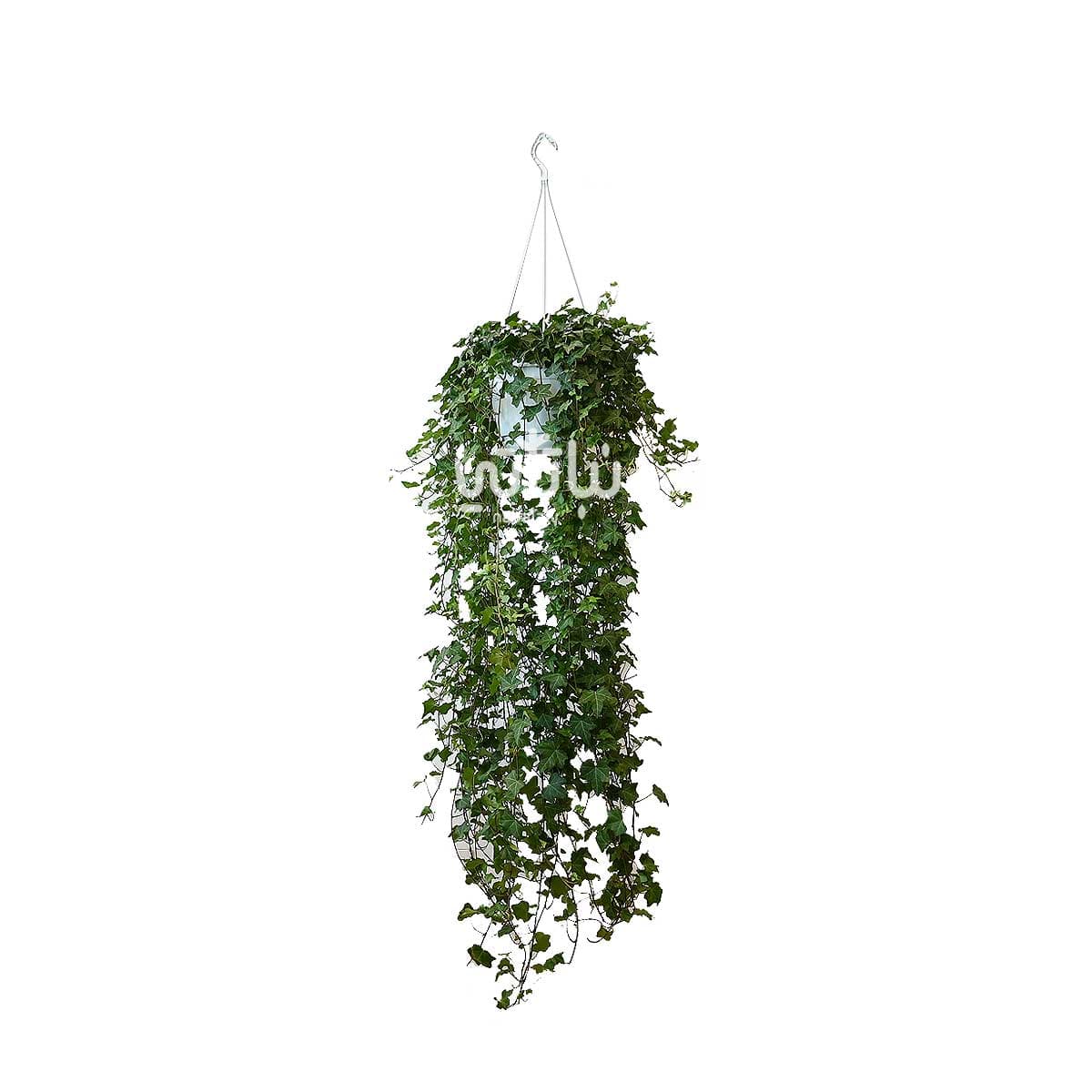 نبتة هيديرا خضراء كبيرة في حوض معلق 1