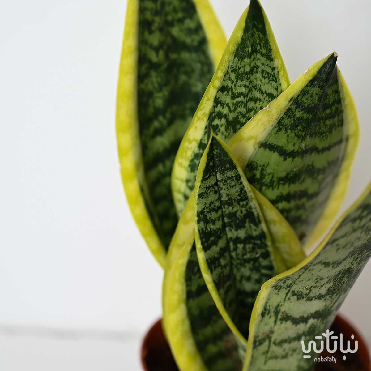 جلد النمر 30 سم 2