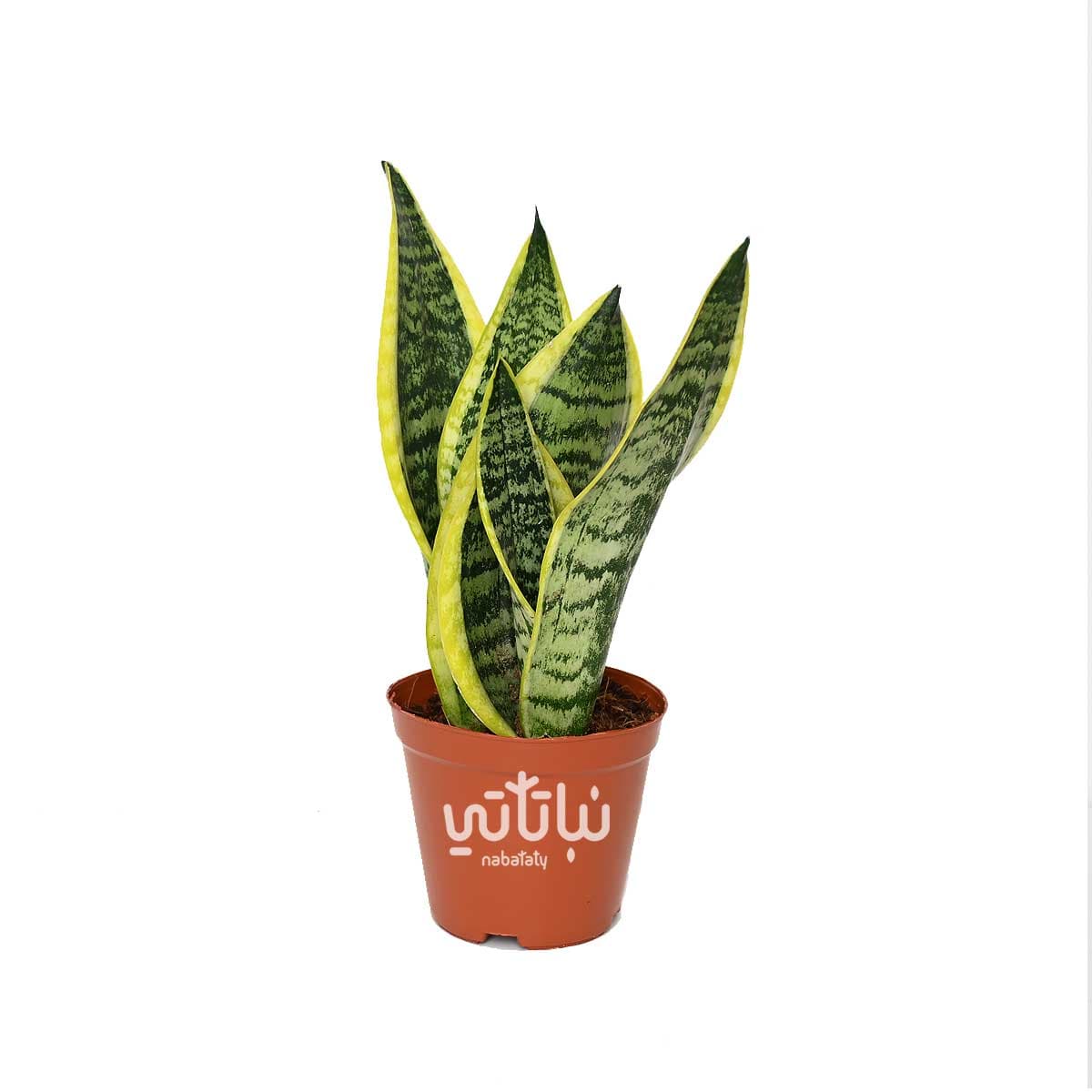 جلد النمر 30 سم