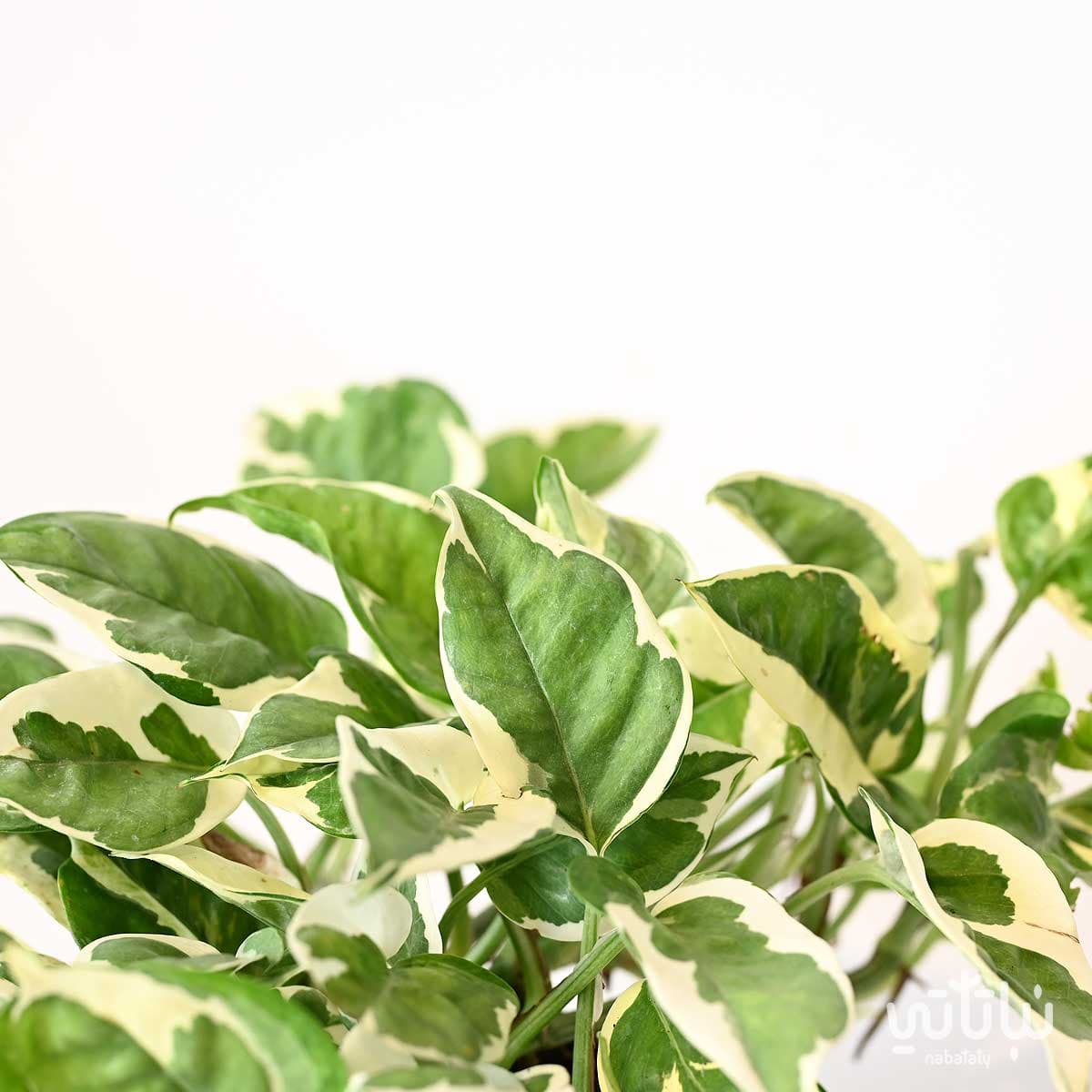 نبتة بوتس انجوي 3