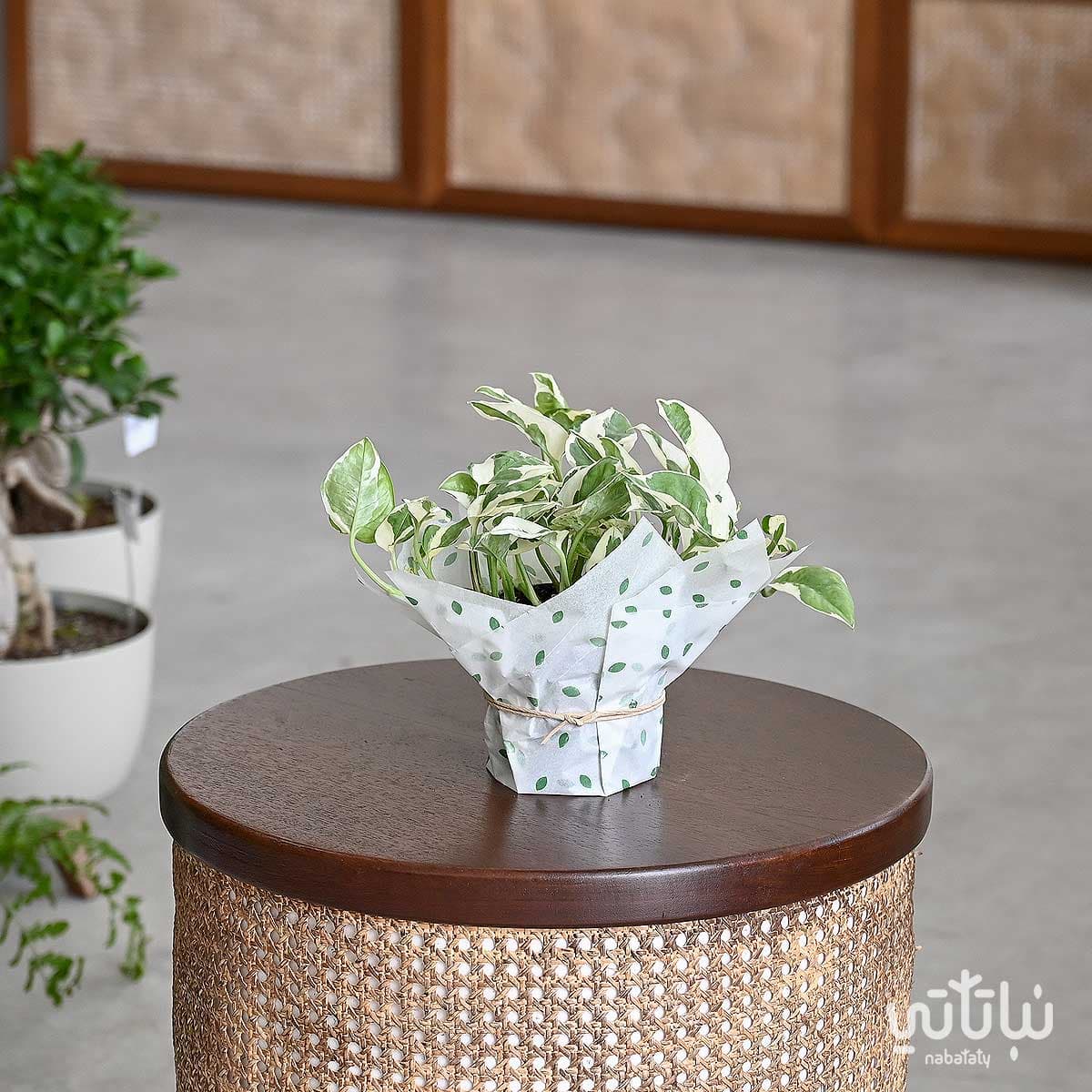 نبتة بوتس انجوي 1