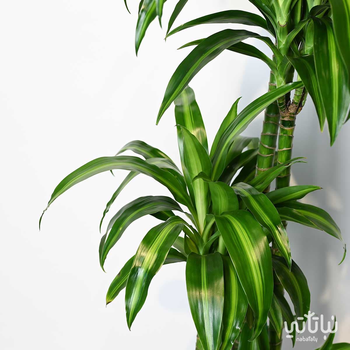 نبتة دراسينا هاواي 4 سيقان 170 سم 2