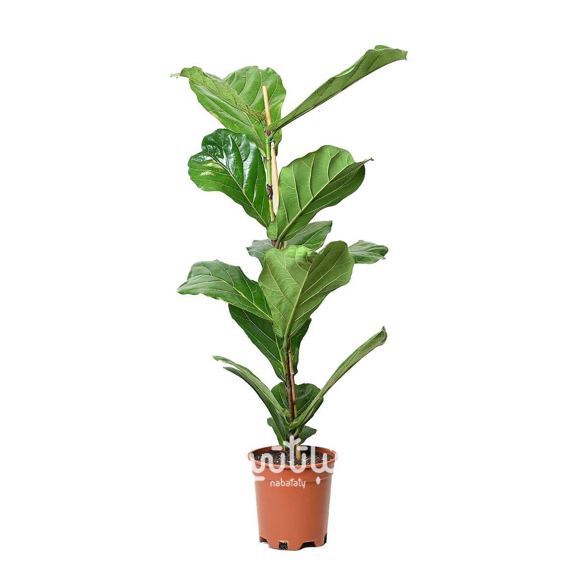 Ficus lyrata Plant Single Stem