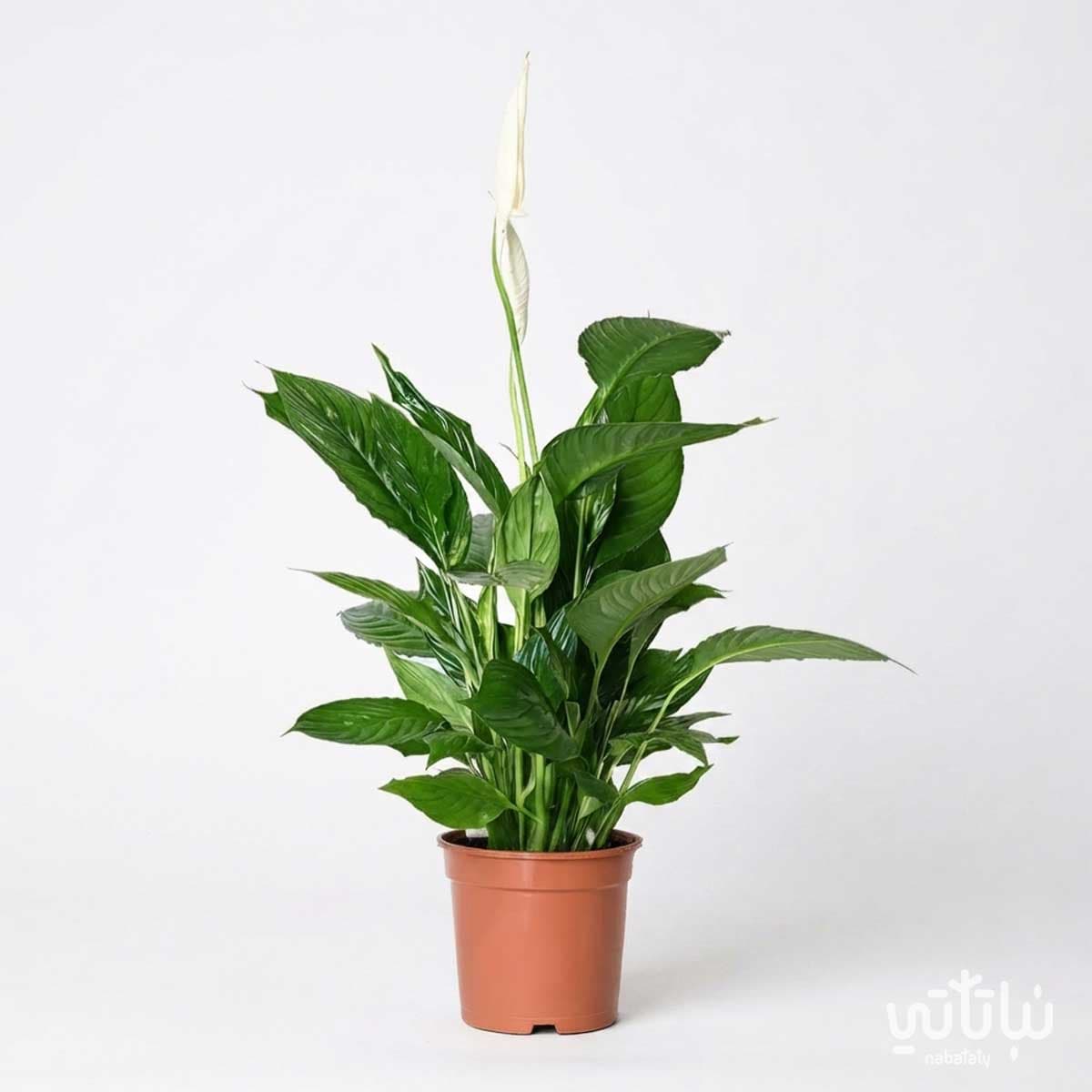 نبتة الاشرعة البيضاء كبيرة 1