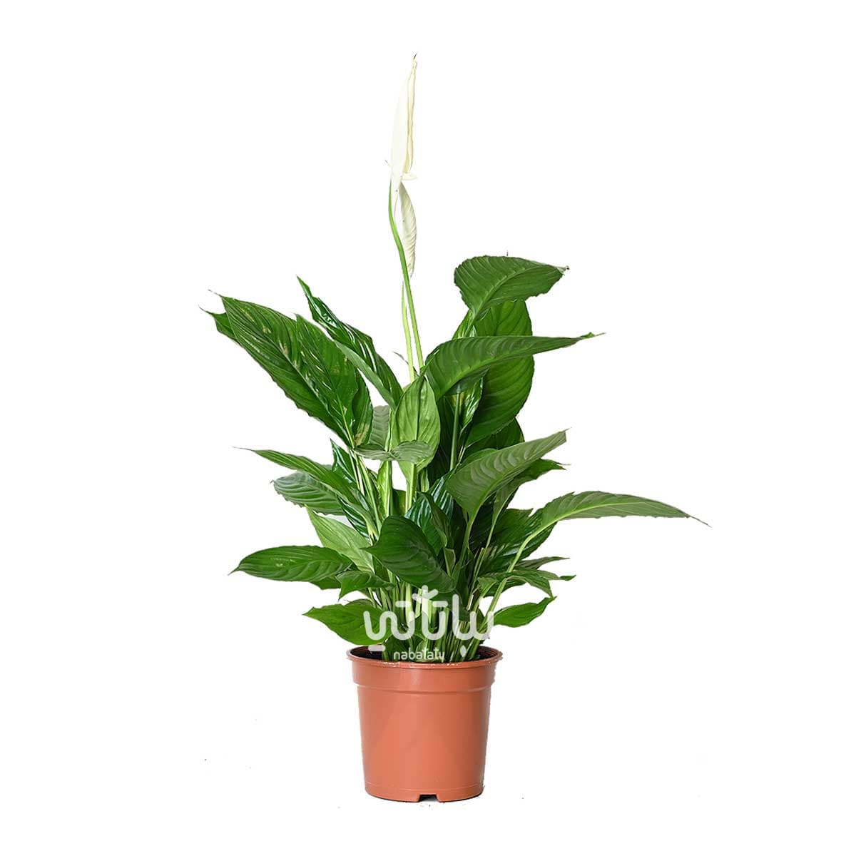 نبتة الاشرعة البيضاء كبيرة