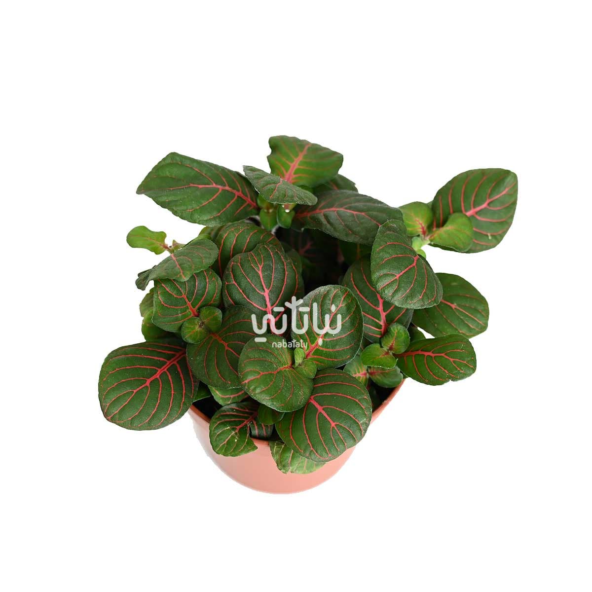 Dark Fittonia 3