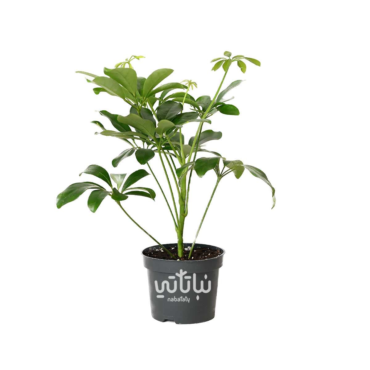 Schefflera small 2