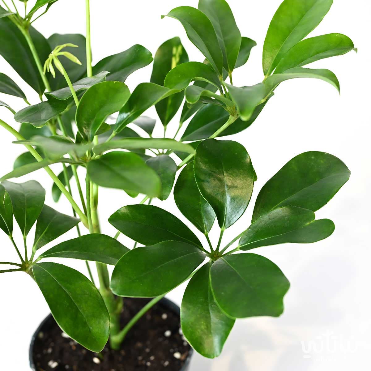 Schefflera small 3