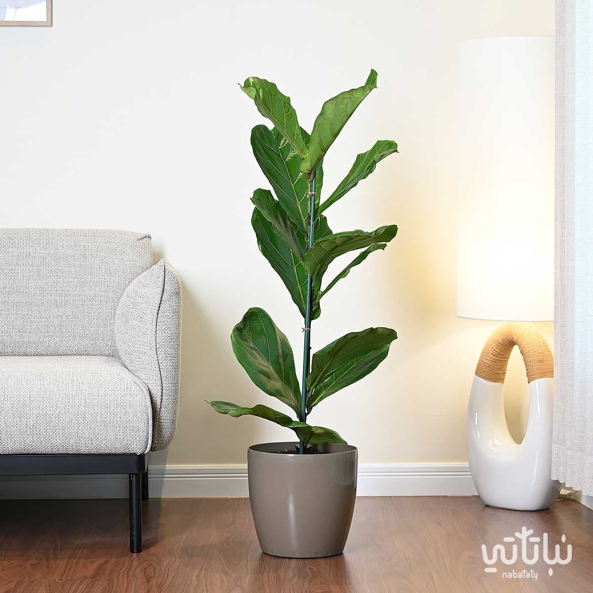 Ficus Lyrata in a oily self-watering pot 1