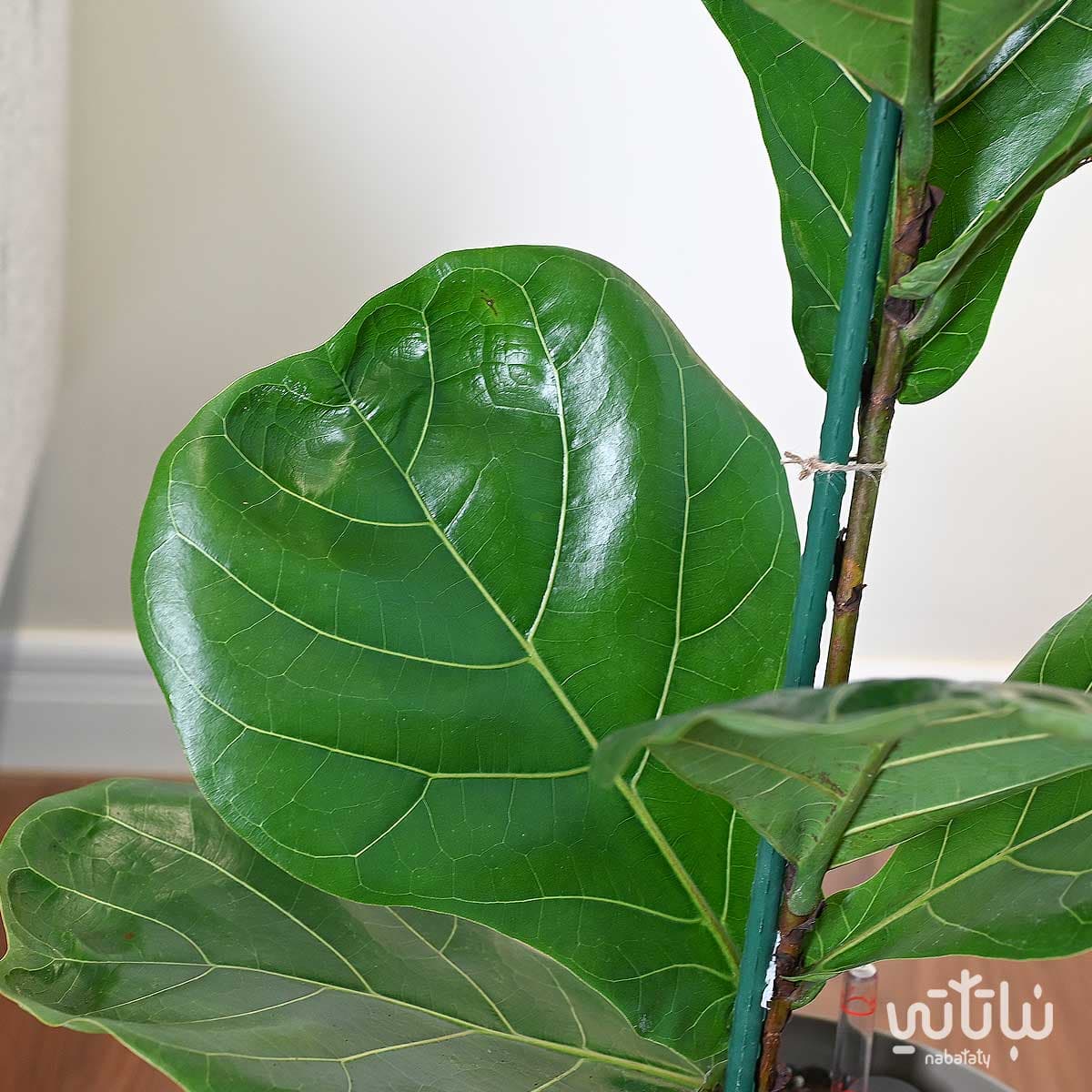 Ficus Lyrata in a oily self-watering pot 4