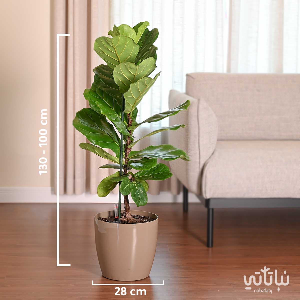 نبتة فيكس ليراتا في حوض ري ذاتي زيتي 2