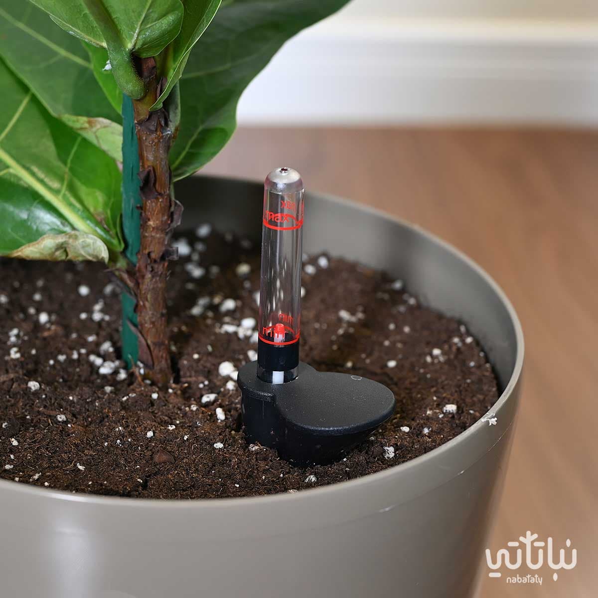 Ficus Lyrata in a oily self-watering pot 3