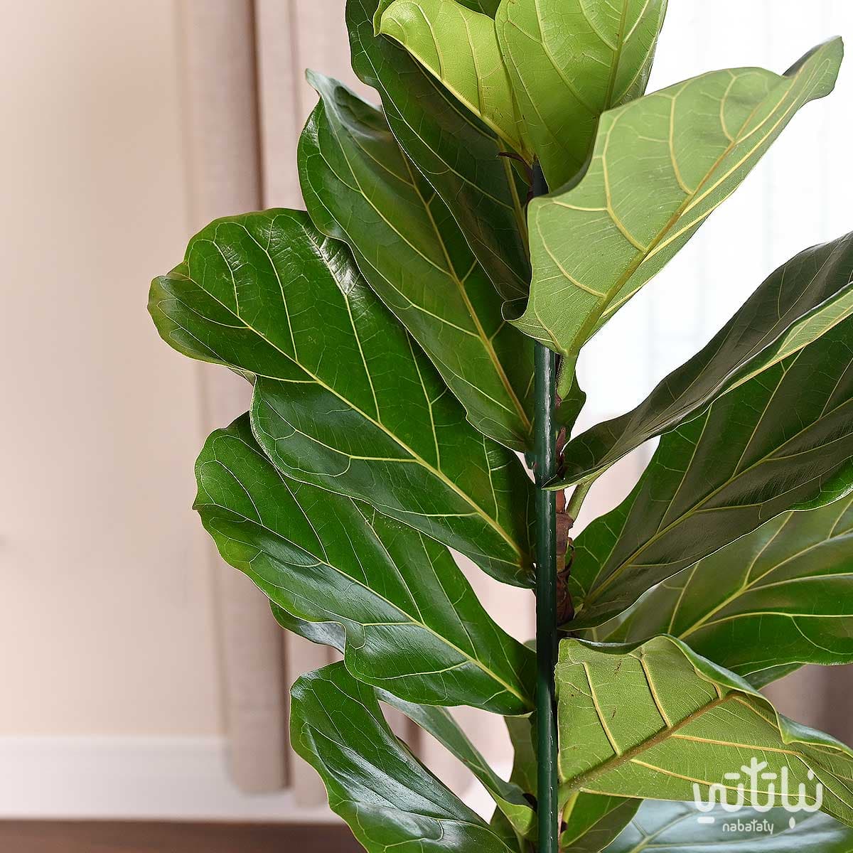 نبتة فيكس ليراتا في حوض ري ذاتي زيتي 4