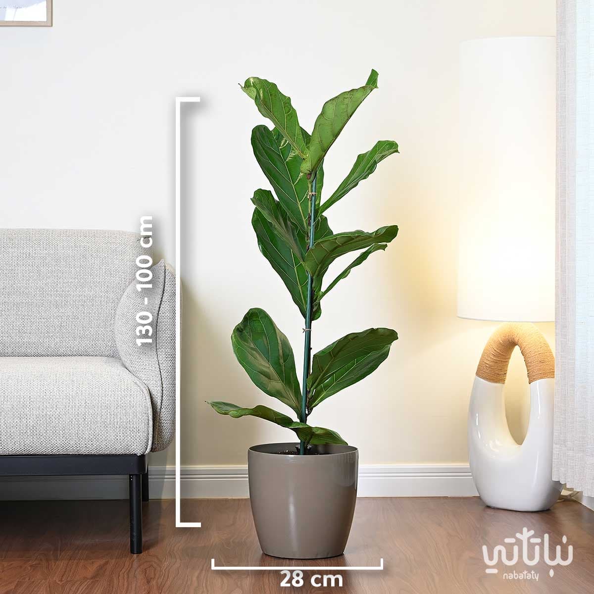 Ficus Lyrata in a oily self-watering pot 2