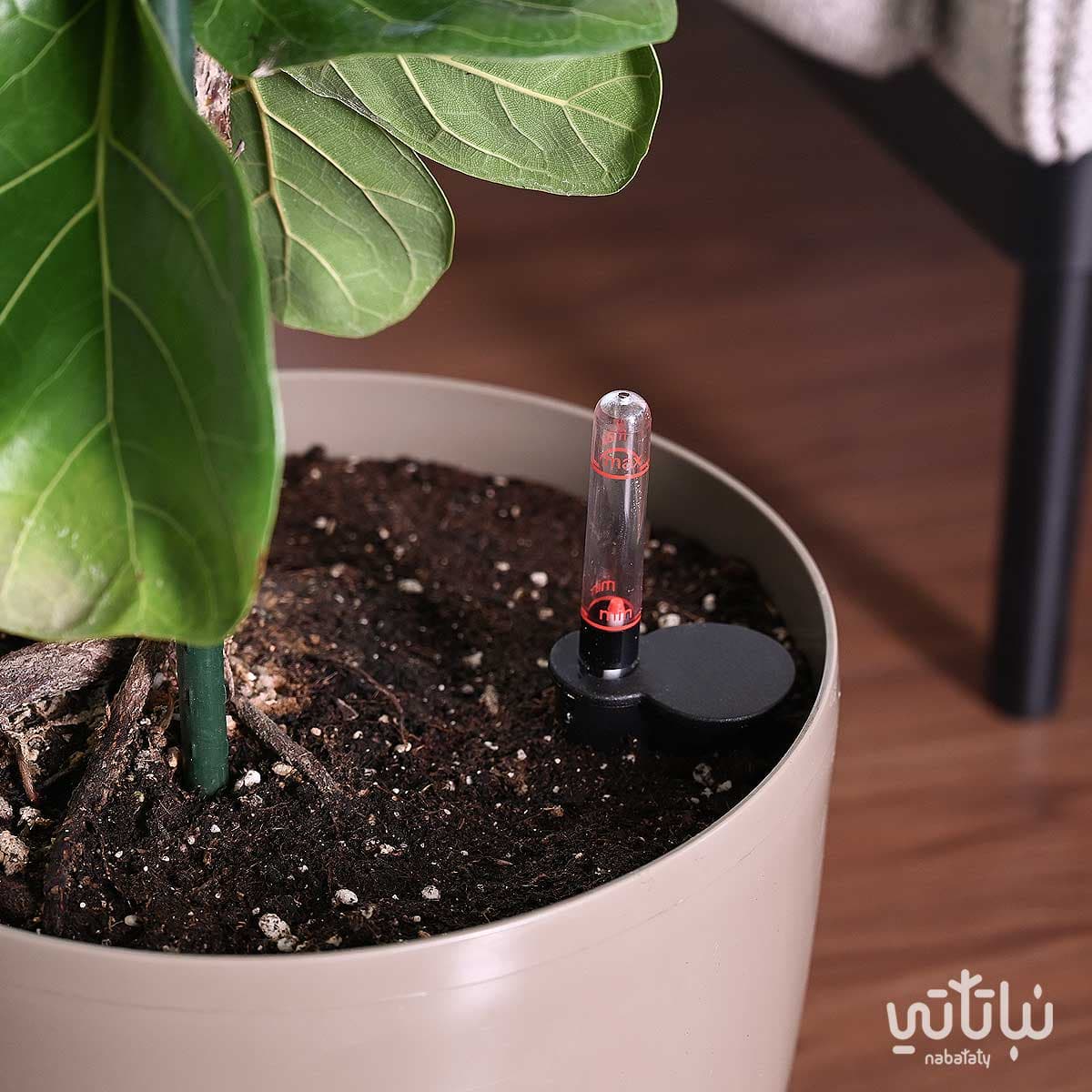 نبتة فيكس ليراتا في حوض ري ذاتي زيتي 3