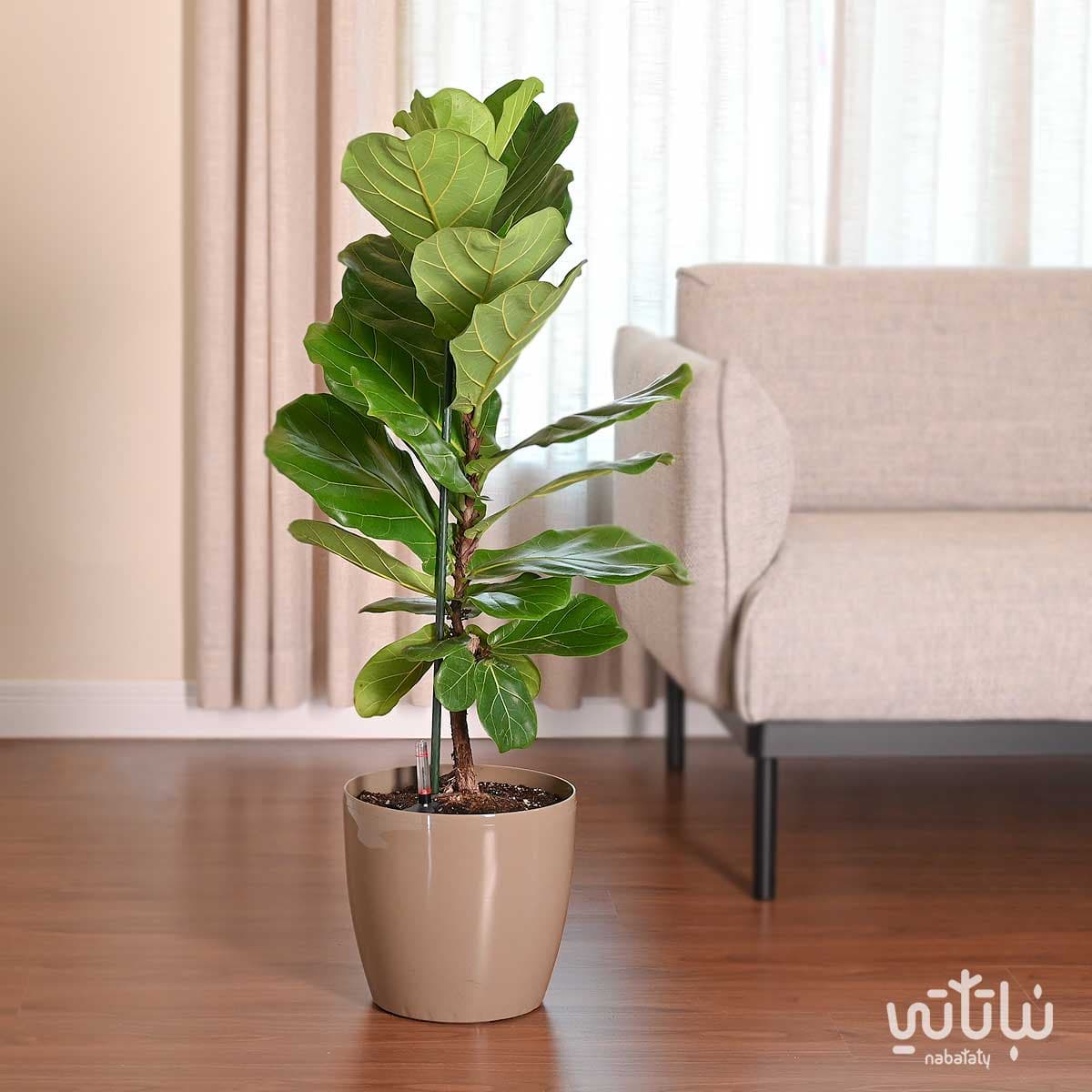 نبتة فيكس ليراتا في حوض ري ذاتي زيتي